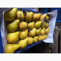 Продам Ноябрську і Киргизську грушу