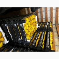 Продам Ноябрську і Киргизську грушу