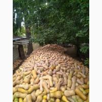 Продам гарбуз