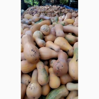 Продам гарбуз