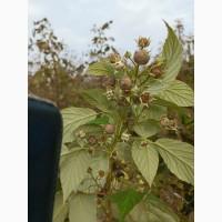 Продам сушане листя малини, букет малини сушаний