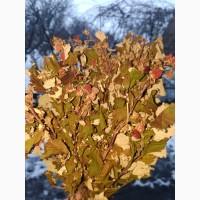 Продам сушане листя малини, букет малини сушаний