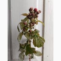 Продам сушане листя малини, букет малини сушаний