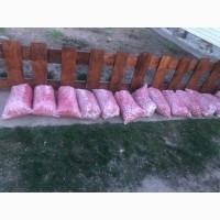 Продам редис