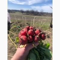 Продам редис