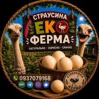 Продаю харчові страусині яйця (800 грн)