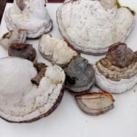 Трутовик справжній продам