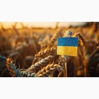 Купуємо постійно у виробників пшеницю по всей території України