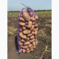 Продам картоплю молоду саншайн