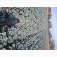 Капуста агресор