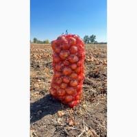 Цибуля оптом зі складу Медуза