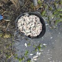 Продам короп, карась, білий амур, товстолобик. Як товарний так і зарибок