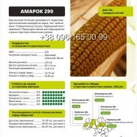 Насіння кукурудзи АМАРОК 290