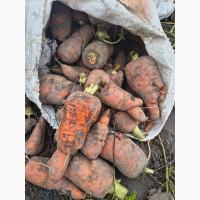 Продам некондиційну моркву