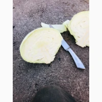 Продам капусту агресор сторідор