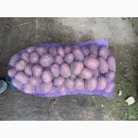 Продамо картоплю Білороса