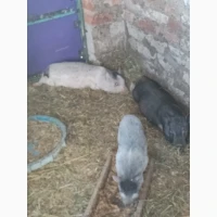 Продам вьетнамских поросят