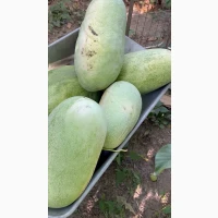 Продаю Кавун Чарльстон Грей