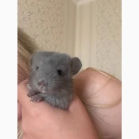 Хлопчик фіолет 2 місяці