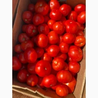 Продам помідори круглі