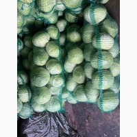 Продам товарну капусту