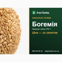 Насіння пшениці Богемія (Selgen) - озима, еліта, РН-1