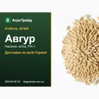 Сортове насіння ярого ячменю Авгур, еліта, РН-1