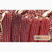 Семена фиолетовой кукурузы