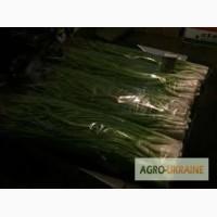 Продам зелену цибулю(Тернопіль)