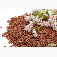 Продам Канадский трансгенный сорт гречихи GRANBY