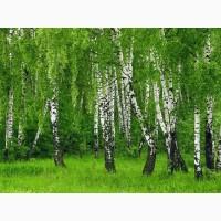 Предлагаю саженцы декоративных деревьев и кустарников
