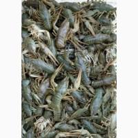 Продам живых речных раков