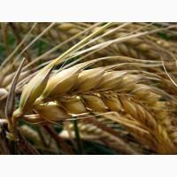 Продаем КАНАДСКИЕ семена, горох, соя, пшеница, ячмень, кукуруза, подсолнечник, гречиха