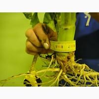 Продаем КАНАДСКИЕ семена, горох, соя, пшеница, ячмень, кукуруза, подсолнечник, гречиха