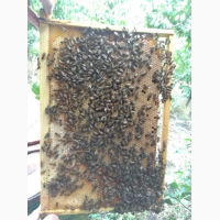 Продам бджолопакети БАКФАСТ