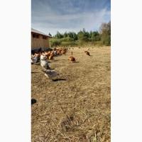 Продам органический куриный помет от кур вольного выгула