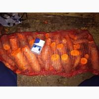 Продам моркву, 2 сорт (обрізна)