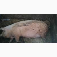Продам дві свиноматки