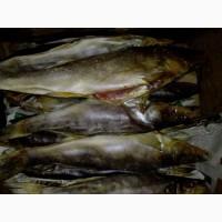 Риба ікра морепродукти