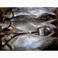 Риба ікра морепродукти