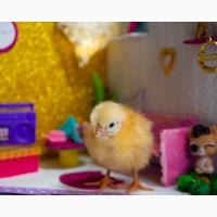 Курочки 3х месячные