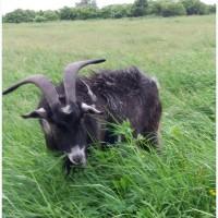 Продам альпийского козла