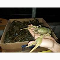 Куплю живые раки оптом