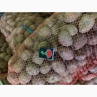 Насіннева картопля Рів‘єра, Гала