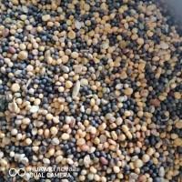 Продаємо сидерат гірчиця жовта+чорна