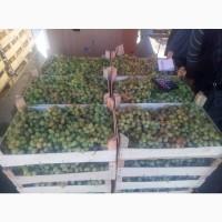 Продам виноград на вино 10 тонн есть