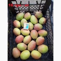 Продам грушу сорт Киргизька зимова