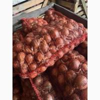 Продам лук опт