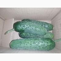 Продаем огурцы