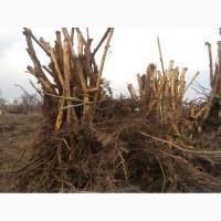 Продам саджанці малини ПОЛАНА (Польська)